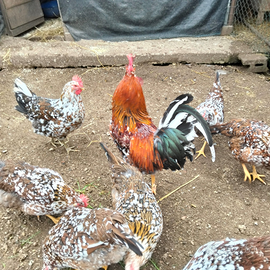 Millefiori di lonigo