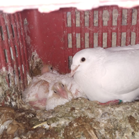 Piccioni viaggiatori adulti