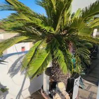 cicas a doppia testa 2 metri di altezza 