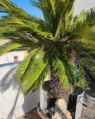 cicas a doppia testa 2 metri di altezza 