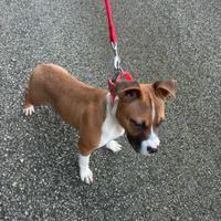 Pitbull terrier in standard ukc