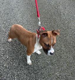 Pitbull terrier in standard ukc