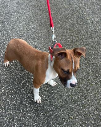 Pitbull terrier in standard ukc