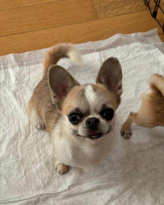 Chihuahua