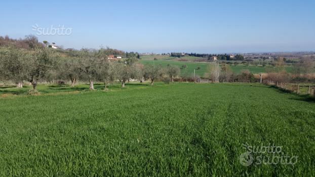 Terreno 10499 metri coriano rimini(loc. pedrolara) - Vista 5