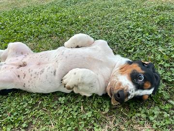 Cuccioli di bassethound