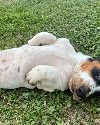 Cuccioli di bassethound