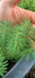 mariophyllum comune pianta palustre per laghetti o