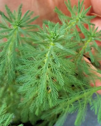 mariophyllum comune pianta palustre per laghetti o