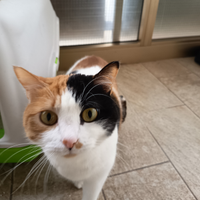 Nuova casa per gatto tricolore