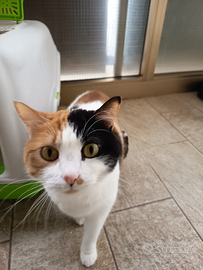 Nuova casa per gatto tricolore