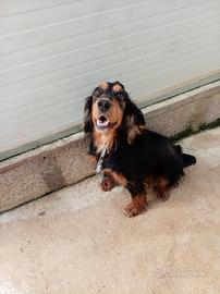 Cuccioli cocker spaniel da lavoro