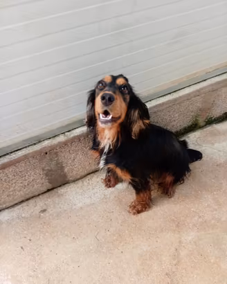 Cuccioli cocker spaniel da lavoro