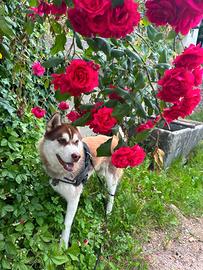 Meraviglioso siberian husky copper di 15 mesi
