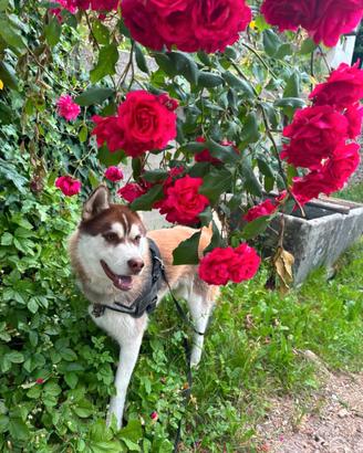 Meraviglioso siberian husky copper di 15 mesi