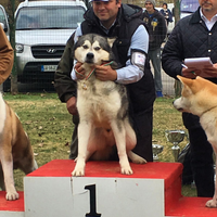 Maschio Alaskan malamute