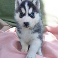 Siberian husky