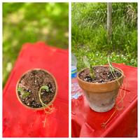 Cactus caudex pianta giardino lotto