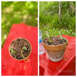 Cactus caudex pianta giardino lotto