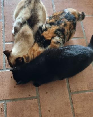 Gatti abbandonati