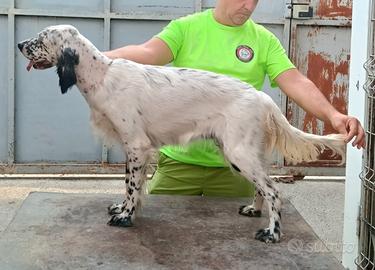 Setter inglesi di genealogia