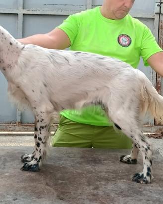 Setter inglesi di genealogia
