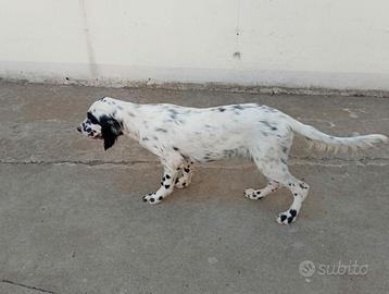 Setter inglese