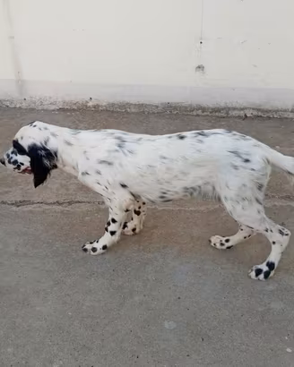 Setter inglese