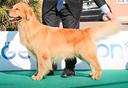golden-retriever-linea-americana-5-anni