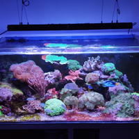 Rocce, coralli e pesci