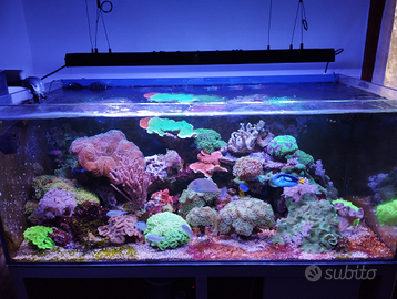 Rocce, coralli e pesci