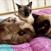 Cucciolo siamese seal point