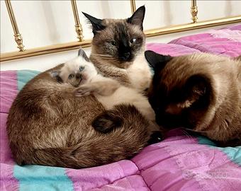 Cucciolo siamese seal point