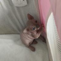Adorabile esserino (sphynx)