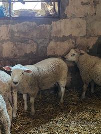 Agnelli texel