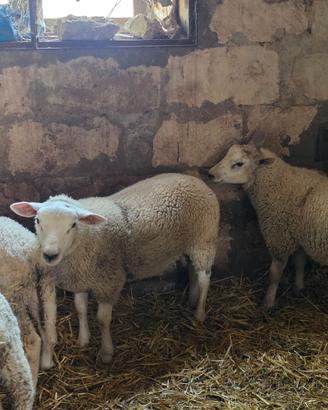 Agnelli texel