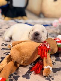 Golden retriver