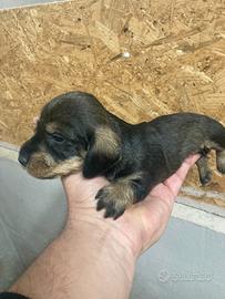 Bassotto a pelo duro