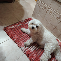 Maschio di maltese con pedigree per accoppiamento