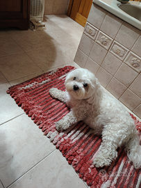 Maschio di maltese con pedigree per accoppiamento