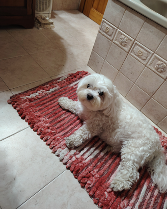 Maschio di maltese con pedigree per accoppiamento