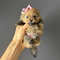 Spitz Volpino pomerania CUCCIOLI femmina e maschio