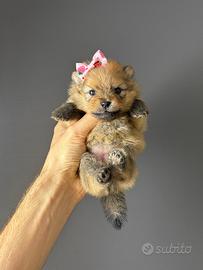 Spitz Volpino pomerania CUCCIOLI femmina e maschio