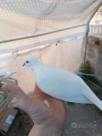 Tortorelle bianche. San severo