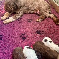 Cuccioli lagotto romagnolo