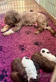 Cuccioli lagotto romagnolo