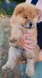 Chow chow
