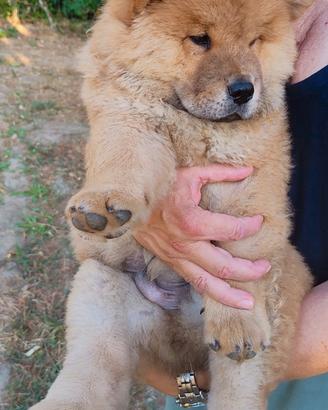 Chow chow