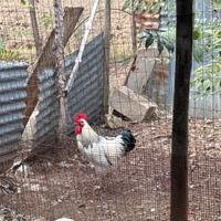 Galletti giovani e sani ottimi riproduttori