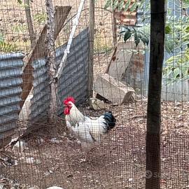 Galletti giovani e sani ottimi riproduttori